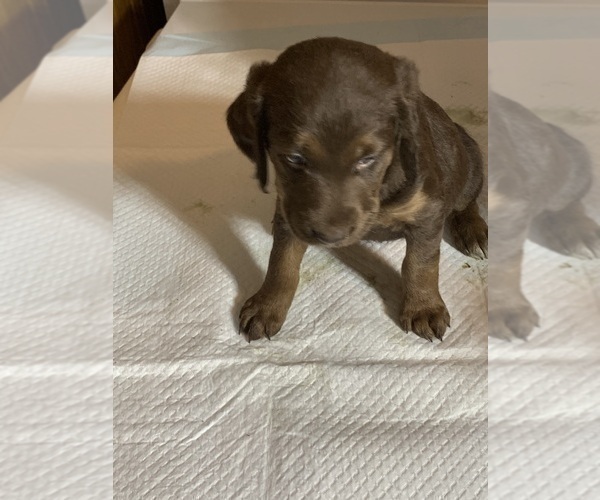 Medium Photo #15 Labradoodle Puppy For Sale in DEEPWATER, MO, USA