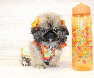 Pomeranian Puppy for sale in LAS VEGAS, NV, USA