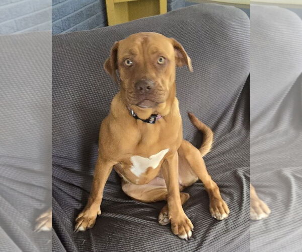 Medium Photo #5 Boxweiler Puppy For Sale in Pottstown, PA, USA
