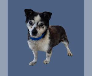 Chihuahua Dogs for adoption in Bakersfield, CA, USA