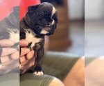 Small #3 Boxer