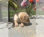 Small #6 Labrador Retriever