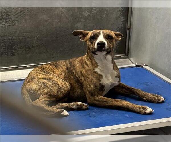 Medium Photo #1 Mutt Puppy For Sale in Conroe, TX, USA