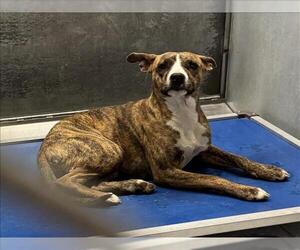 Mutt Dogs for adoption in Conroe, TX, USA