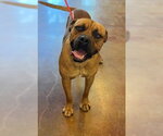 Small #7 Boxer-Mastiff Mix