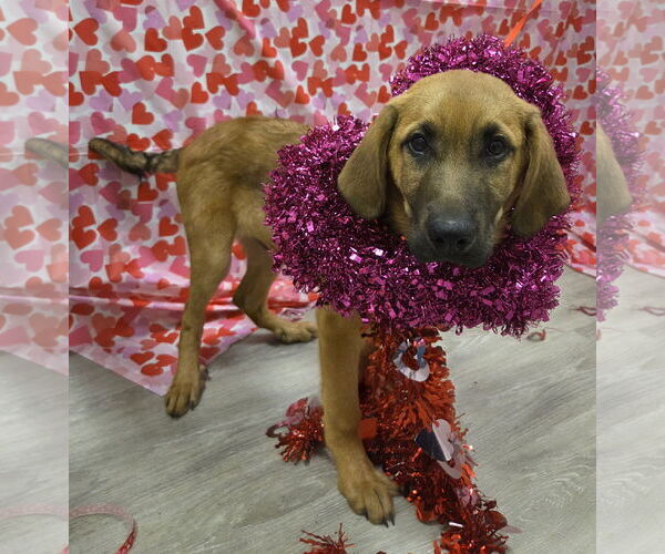 Medium Photo #4 Anatolian Shepherd-Redbone Coonhound Mix Puppy For Sale in Attalka, AL, USA