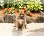 Small #1 Shiba Inu