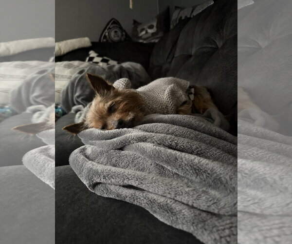 Medium Photo #8 Mutt Puppy For Sale in St. Louis Park, MN, USA