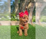 Small #1 Goldendoodle-Poodle (Toy) Mix