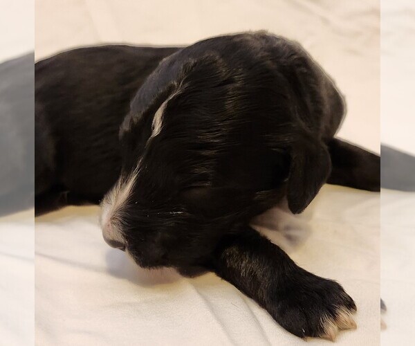 Medium Photo #7 F2 Aussiedoodle Puppy For Sale in COLUMBIA, TN, USA
