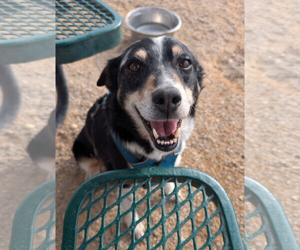 Medium Photo #3 Mutt Puppy For Sale in Aurora, CO, USA