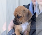 Small Photo #6 Puggle Puppy For Sale in DILLWYN, VA, USA