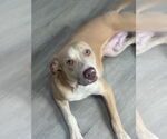 Small #1 American Pit Bull Terrier