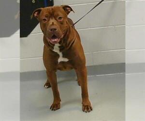 American Pit Bull Terrier Dogs for adoption in St. Cloud, FL, USA