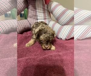 Poodle (Toy) Puppy for sale in TOMBALL, TX, USA
