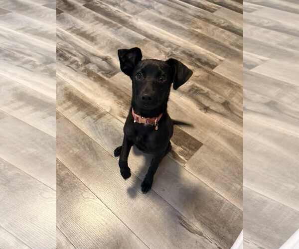 Medium Photo #2 Mutt Puppy For Sale in Plainfield, IL, USA