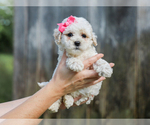 Small #1 Cocker Spaniel-Poodle (Miniature) Mix