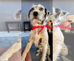 Small #1 Irish Terrier Mix