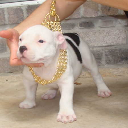Medium Photo #1 American Pit Bull Terrier Puppy For Sale in HOUSTON, TX, USA