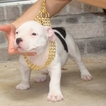 Small Photo #1 American Pit Bull Terrier Puppy For Sale in HOUSTON, TX, USA