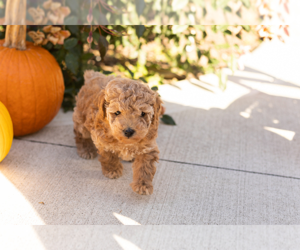 Medium Photo #6 Poodle (Miniature) Puppy For Sale in NAPPANEE, IN, USA