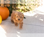 Teddy - Male Poodle (Miniature) Puppy for Sale - Photo #6