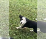 Louie - Male Border Collie-Papillon Mix Puppy for Sale - Photo #2