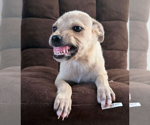 Medium Photo #2 Labrador Retriever-Unknown Mix Puppy For Sale in Dana Point, CA, USA