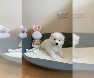 Samoyed Puppy for sale in PASADENA, CA, USA