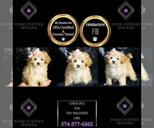 Maltipoo Puppy for sale in WARSAW, IN, USA