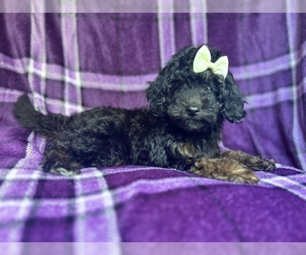 Medium Photo #1 Cavapoo Puppy For Sale in LAKELAND, FL, USA