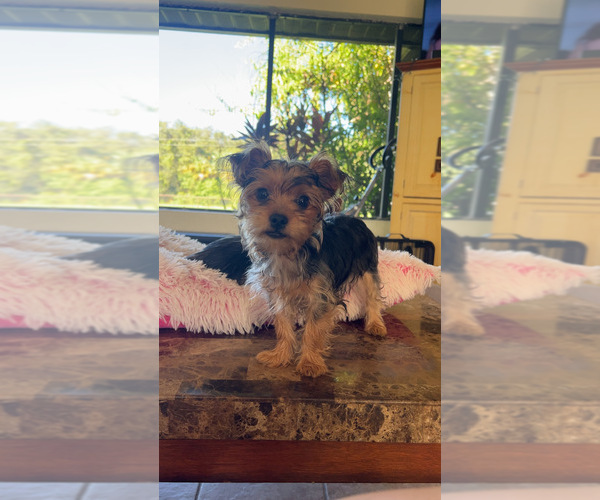 Medium Photo #1 Mutt-Yorkshire Terrier Mix Puppy For Sale in LABELLE, FL, USA