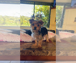 Sugar - Female Mutt-Yorkshire Terrier Mix Puppy for Sale - Small photo