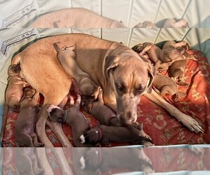 Mother of the Great Dane puppies born on 05/15/2025