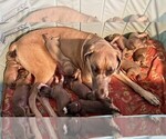 Small Photo #1 Great Dane Puppy For Sale in CHARLOTTESVILLE, VA, USA