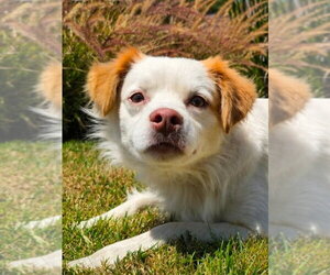 Ringo - Adopt Me! - Male Mutt Dog for Adoption - Photo #17