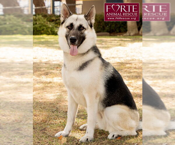 Medium Photo #4 German Shepherd Dog-Huskies  Mix Puppy For Sale in Marina del Rey, CA, USA