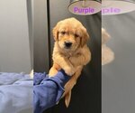 Small #3 Golden Retriever