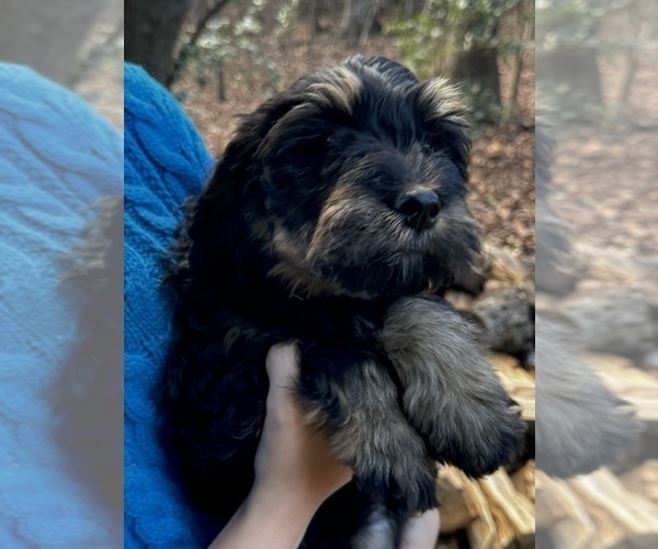Medium Photo #3 Bernedoodle Puppy For Sale in BROADWAY, NC, USA