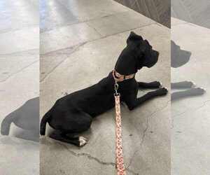 Lucy - Female Staffordshire Bull Terrier-Unknown Mix Dog for Adoption - Photo #12