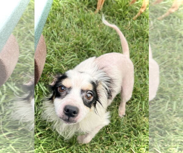 Medium Photo #4 Chihuahua-Unknown Mix Puppy For Sale in Estherville, IA, USA