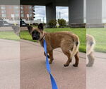 Small #37 German Shepherd Dog