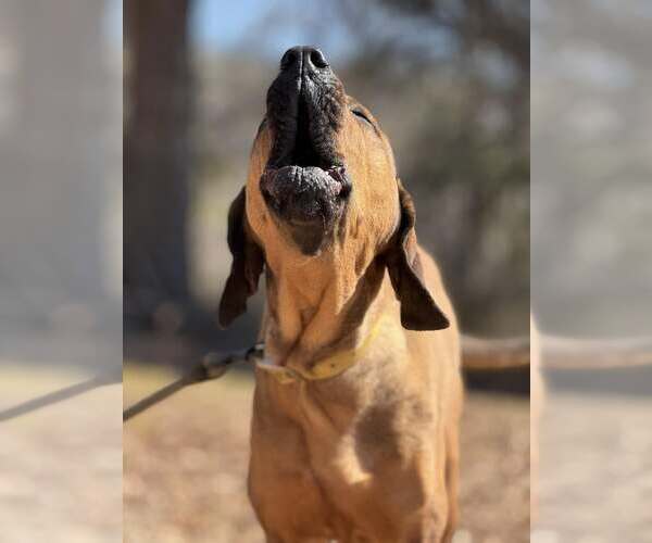 Medium Photo #3 Bloodhound-Redbone Coonhound Mix Puppy For Sale in Attalka, AL, USA