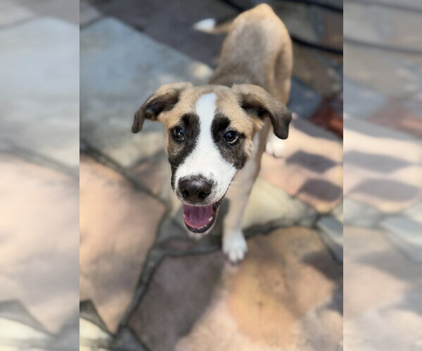 Medium Photo #2 Mutt Puppy For Sale in Mooresville, NC, USA