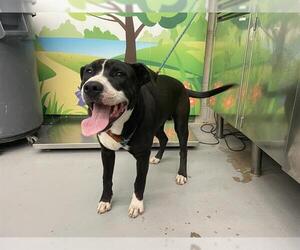 American Pit Bull Terrier-Unknown Mix Dogs for adoption in Waco, TX, USA