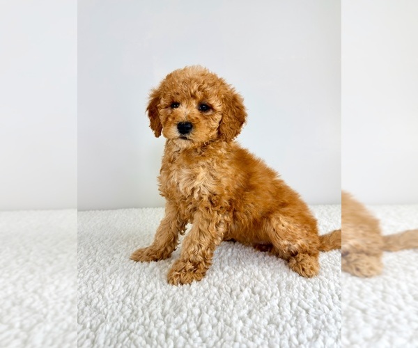 Medium Photo #4 Goldendoodle (Miniature) Puppy For Sale in GREENFIELD, IN, USA