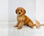 Small #3 Goldendoodle (Miniature)