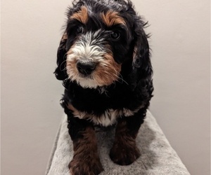 Bernedoodle Puppy for Sale in INDEPENDENCE, Missouri USA
