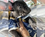 Small Photo #12 French Bulldog Puppy For Sale in SAN LEANDRO, CA, USA