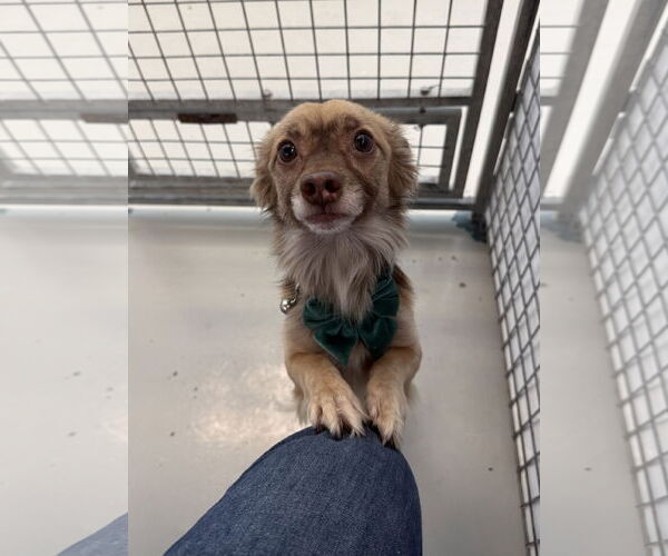 Medium Photo #3 Chiranian Puppy For Sale in Chico, CA, USA